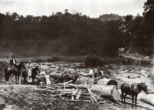 Logging in a mountain hollow, Johnson County, Kentucky. Courtesy of Val McKenzie.